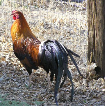 my_neighbors_rooster